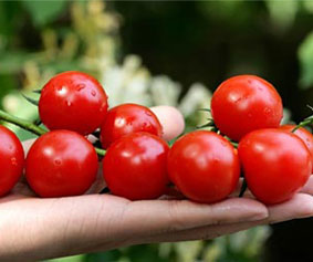Công ty Bông Mai đạt chứng chỉ HVNCLC
